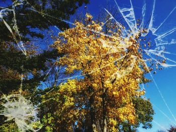 Low angle view of tree against sky