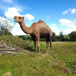 Low angle view of camel on grassy field