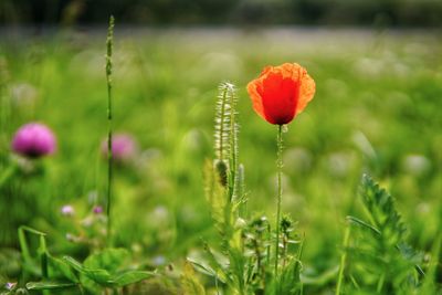 Close-up of poppy growing on field