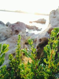 Close up of plant growing on rock