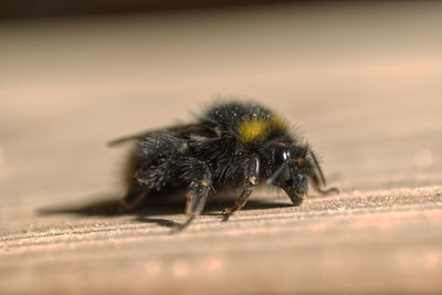 Close-up of honey bee