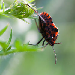 Close-up of insect on plant