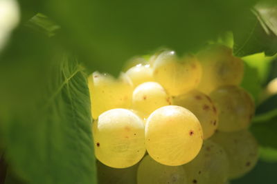 Close-up of fruit growing on plant