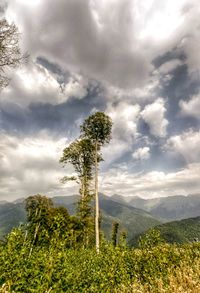 Scenic view of forest against cloudy sky