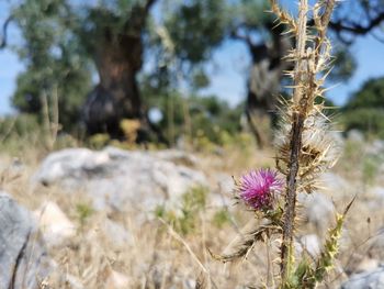 Close-up of purple flowering plants on land