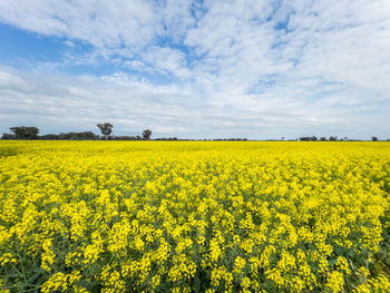 Scenic view of oilseed rape field against sky