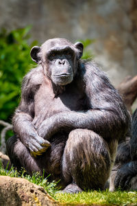 Portrait of a chimpanzee