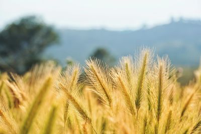 Close-up of wheat growing on field against sky