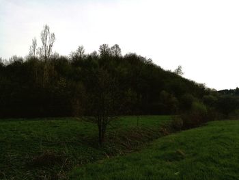 Trees on field against clear sky