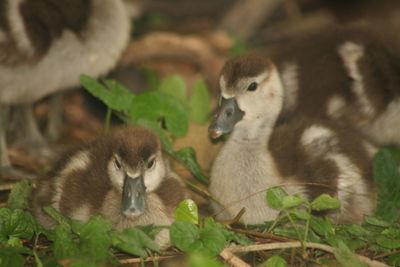 Close-up of ducklings on plants