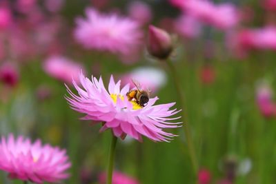 Close-up of bee pollinating on pink flower