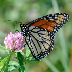 Close-up of butterfly pollinating on flower