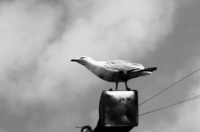 Seagull perching on wooden post