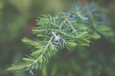 Close-up of flowering plant