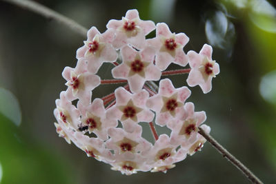 Close-up of white flowers blooming on tree