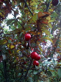 Low angle view of cherries on tree