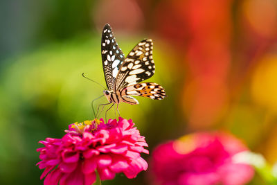 Close-up of butterfly pollinating on pink flower