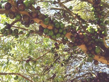 Low angle view of apple tree