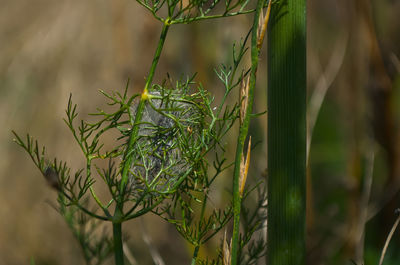 Close-up of plant growing on field