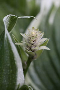 Close-up of flowering plant