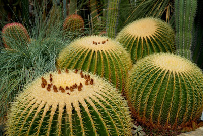 High angle view of succulent plant on field