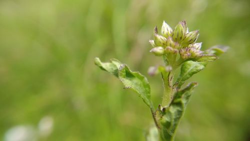 Close-up of flowering plant