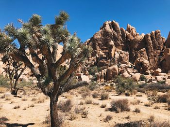 Trees growing in desert against sky