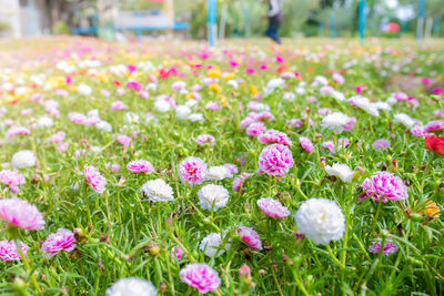Close-up of pink crocus flowers on field
