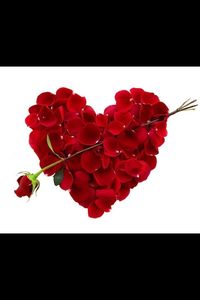 Close-up of red flower over white background