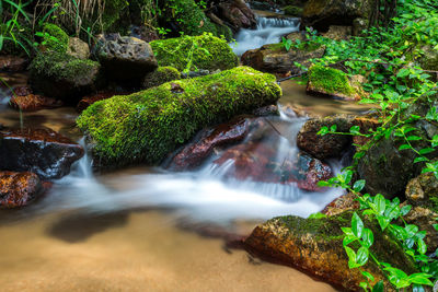 Scenic view of waterfall in forest