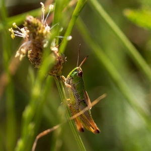 Close-up of insect on plant