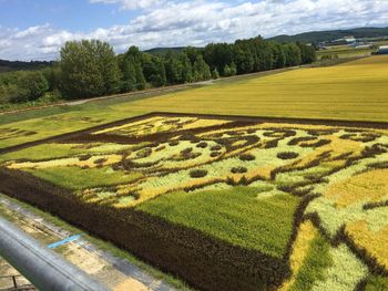 Scenic view of field against sky