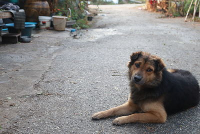 Portrait of dog sitting on footpath