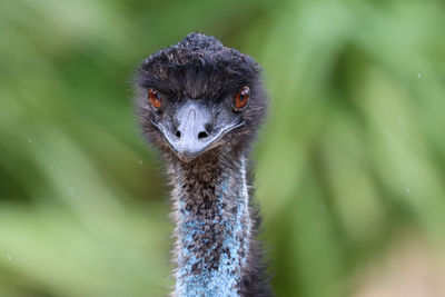 Close-up emu head front view