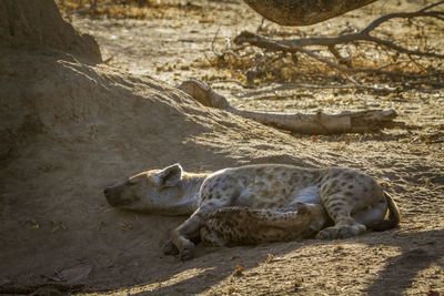 High angle view hyenas relaxing on land