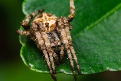 Close-up of spider