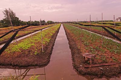 Vegetable planting system in low land condition, thailand