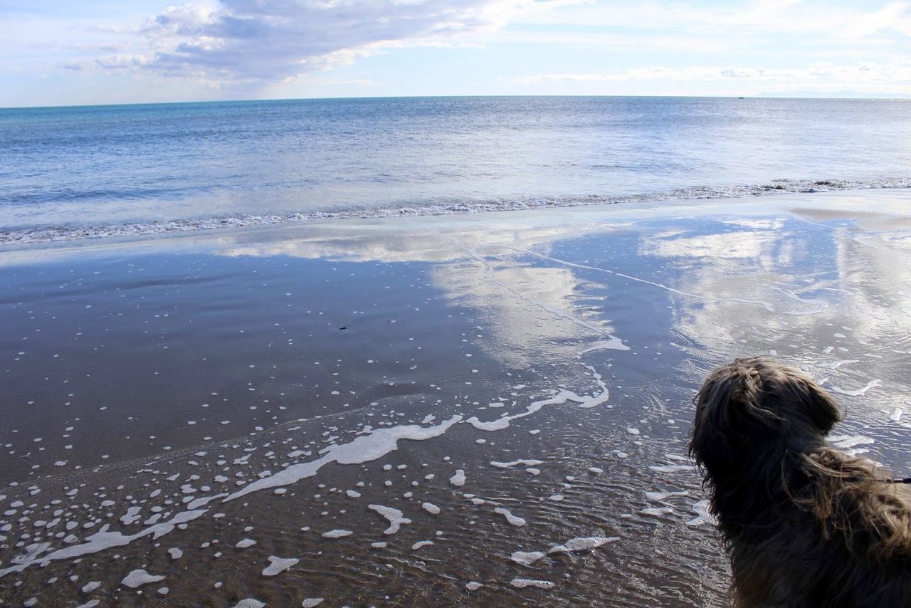 REAR VIEW OF MAN LOOKING AT SEA SHORE AGAINST SKY