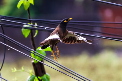 Close-up of bird flying against blurred background