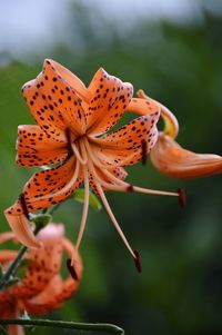 Close-up of orange flower