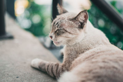 Close-up of a cat looking away