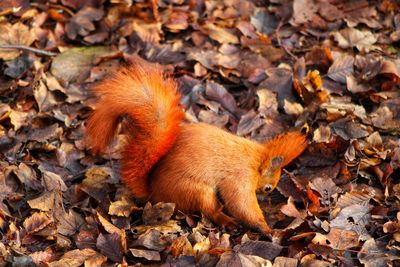 High angle view of squirrel looking for food