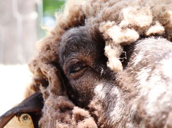 Close-up of sheep