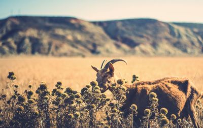 Close-up of sheep on mountain against sky