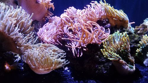 Close-up of coral in sea