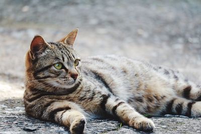 Close-up of cat lying on field