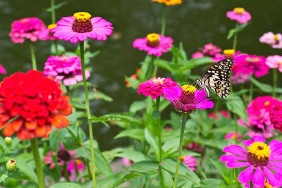 Isolate zinnia with butterfly which teared wings