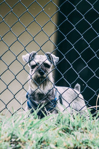 Portrait of dog seen through fence