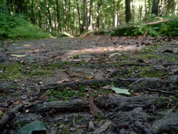 Trees in forest