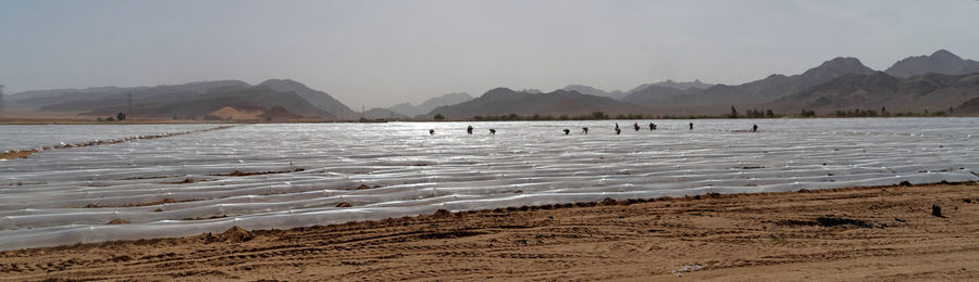 Tomatoes and eggplants grown under foil tunnels in the jordan desert, middle east